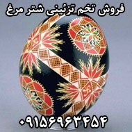تولید و توزیع سراسری تخم تزئینی شترمرغ 