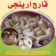 تولید فروش و پخش انواع قارچ در مشهد