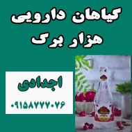 گیاهان دارویی هزار برگ در مشهد