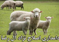 دامداری اصلاح نژاد آل رضا در نیشابور