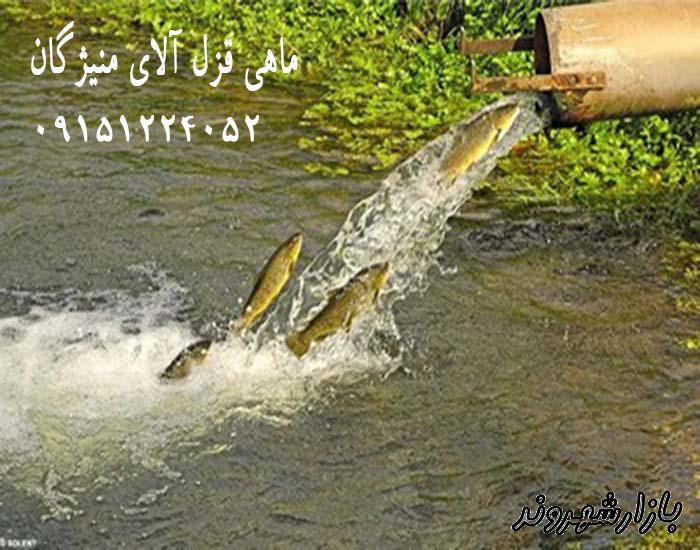 فروش ماهی قزل آلا در مشهد