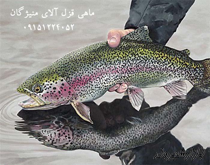 فروش ماهی قزل آلا در مشهد